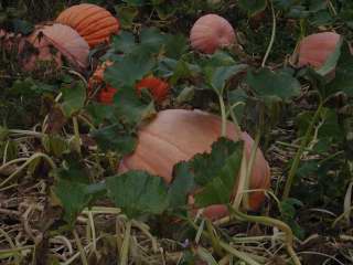 2010 Nipomo Pumpkin Patch